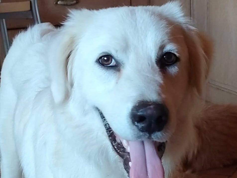 Adotta un cane, maschio, 10 mesi, Latina