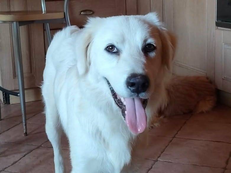 Adotta un cane, taglia media contenuta, maschio, Latina