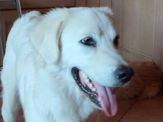 Vuoi adottare un cane a Latina?