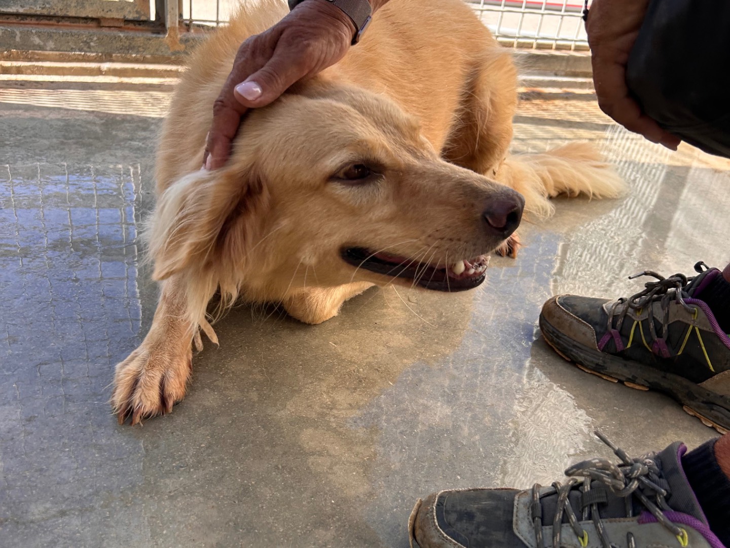 Adozione cane, femmina, Razza sconosciuta Razza sconosciuta, 8 anni e 4 mesi, taglia media contenuta, Latina