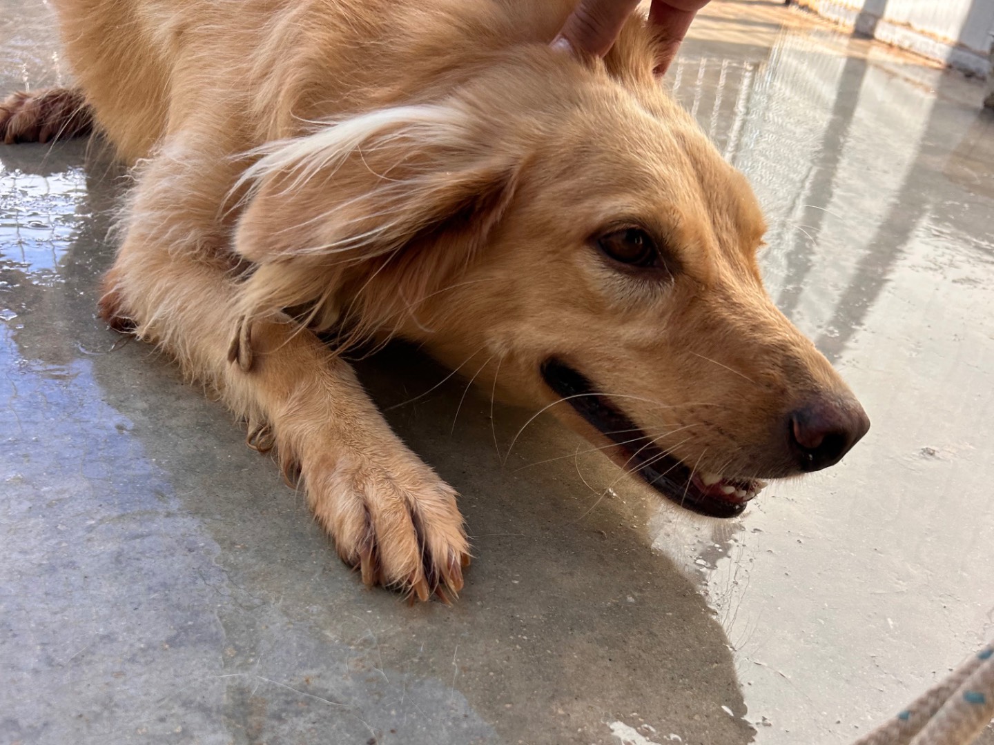 Adotta un cane, femmina, 8 anni e 4 mesi, Latina