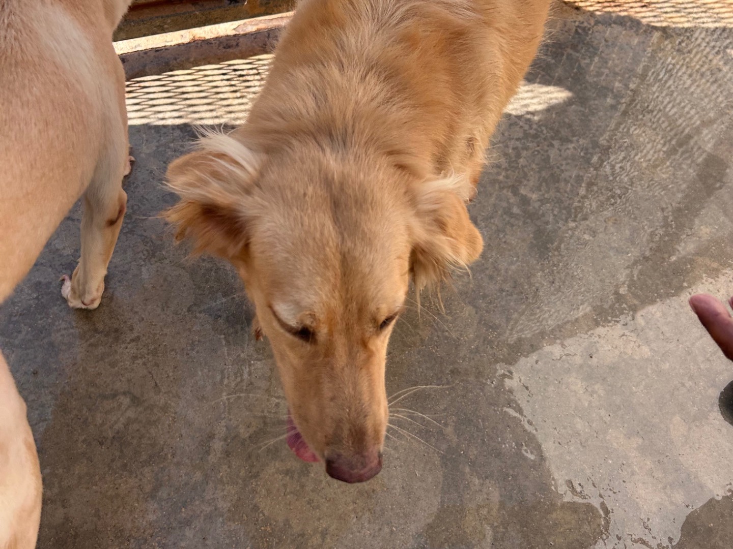 Adotta un cane, taglia media contenuta, femmina, Latina
