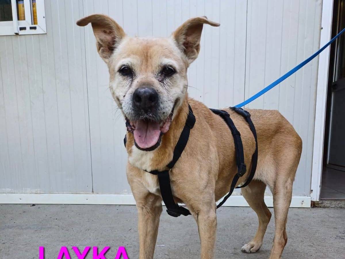 Adozione cane, femmina, Pitbull Razza sconosciuta, 15 anni e 8 mesi, taglia media, Milano