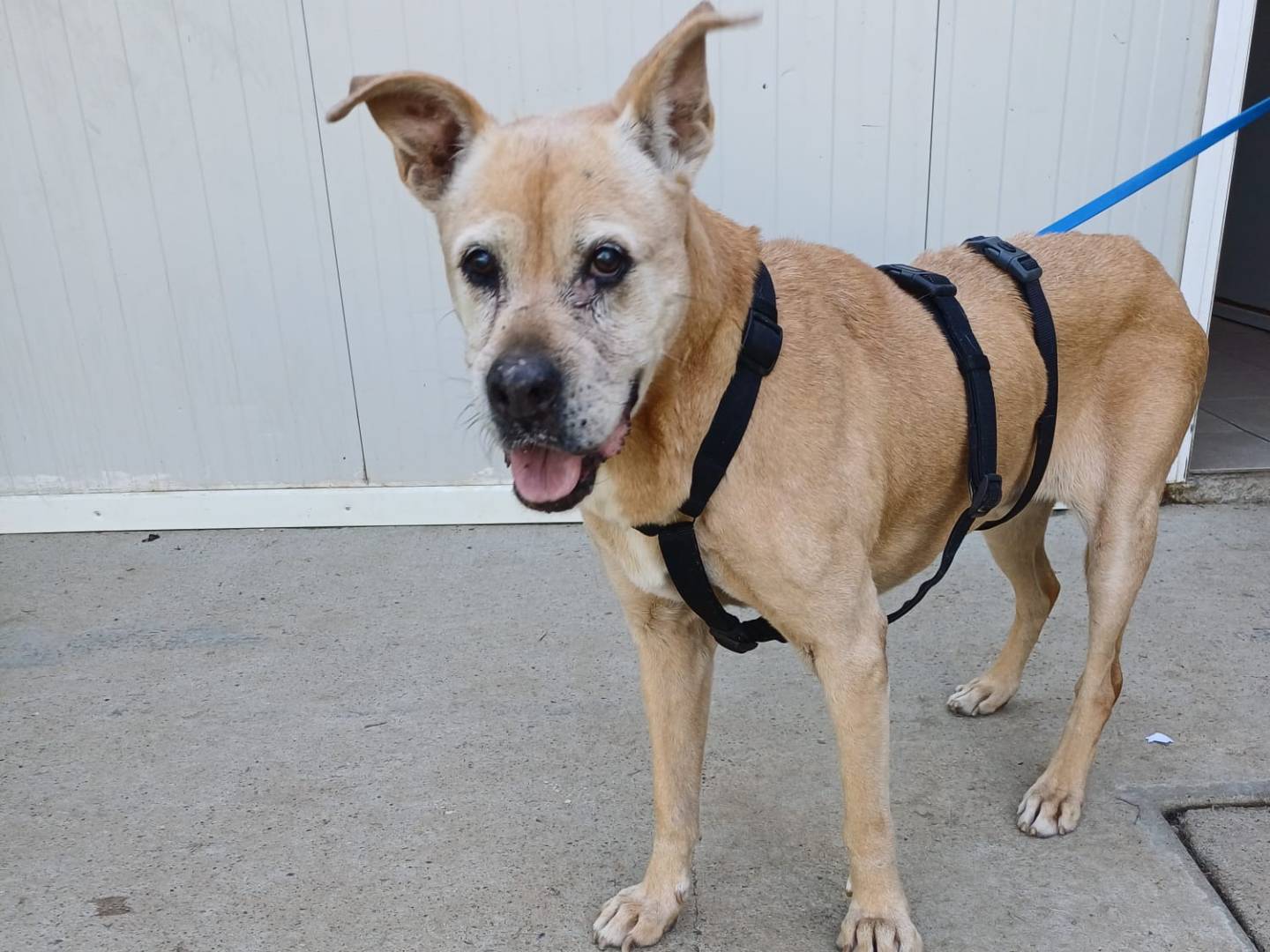 Adotta un cane, femmina, 15 anni e 8 mesi, Milano