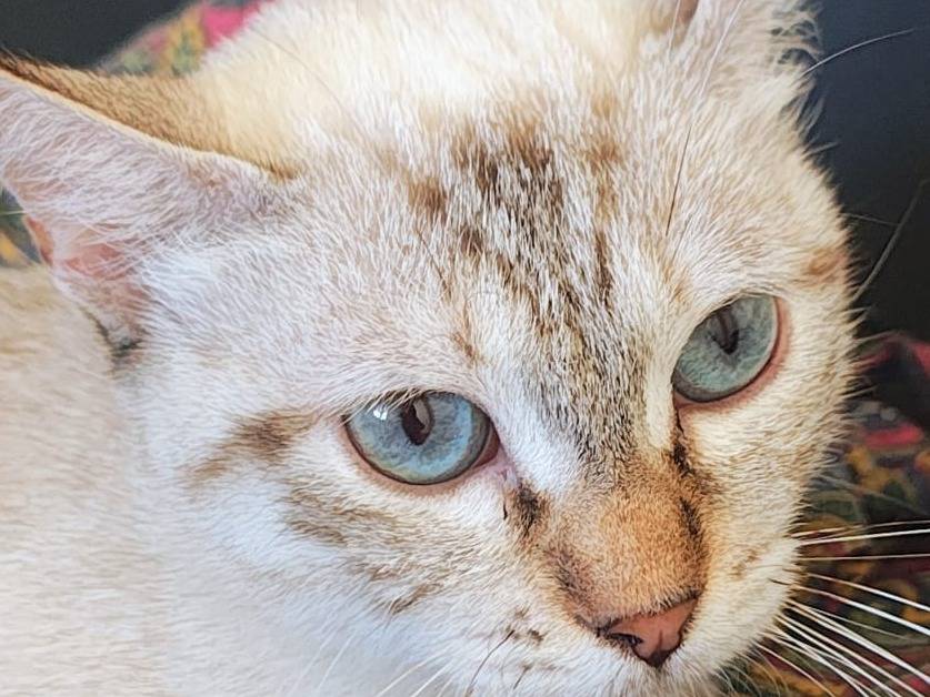 Adozione gatto, femmina, Razza sconosciuta Razza sconosciuta, 1 anno, taglia non valida, Bari