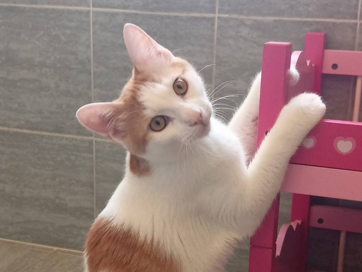 Vuoi adottare un gatto a Torino?