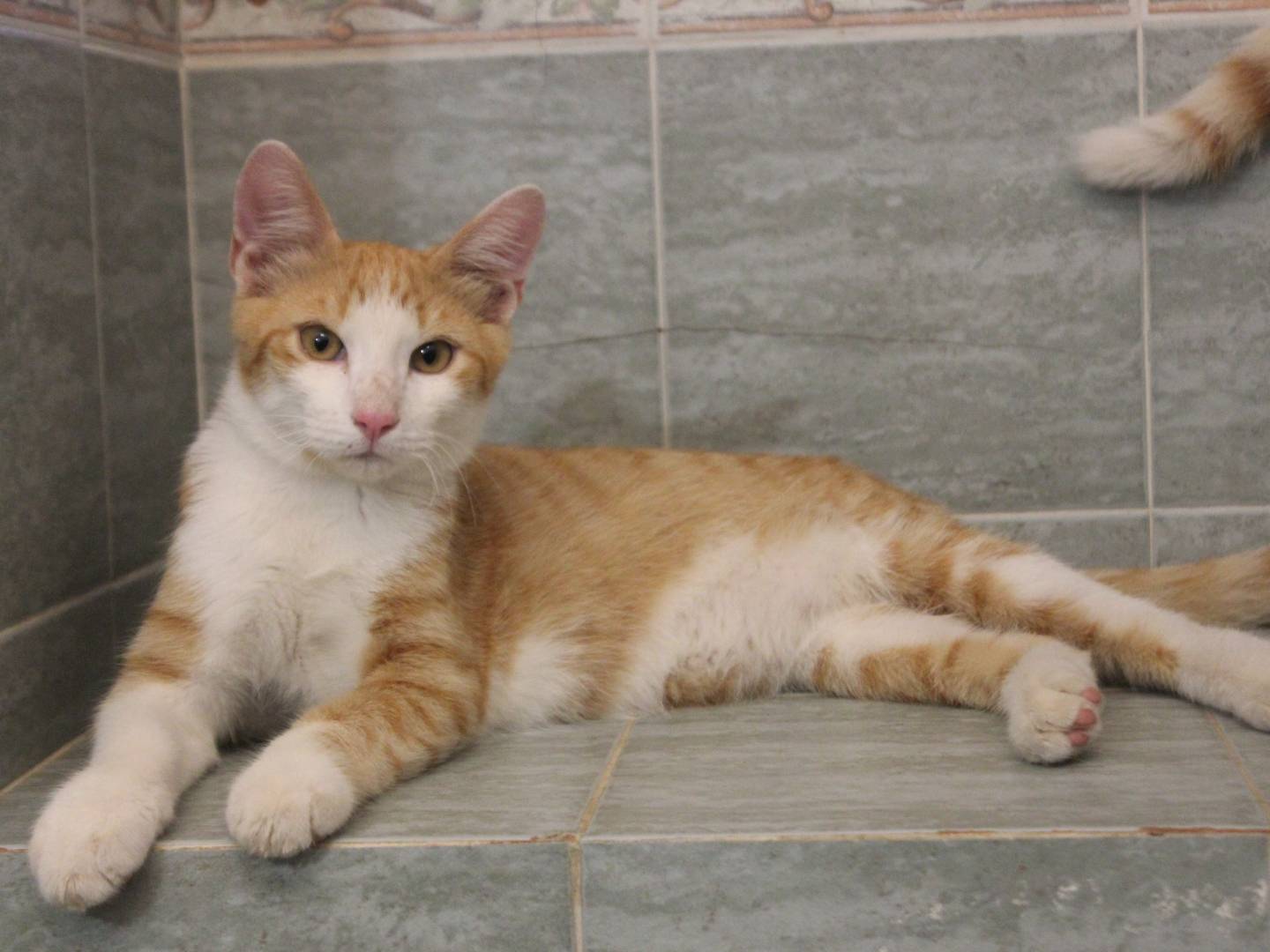 Adotta il gatto FRATELLI  ROSSI TOMMY E WILLY a Torino