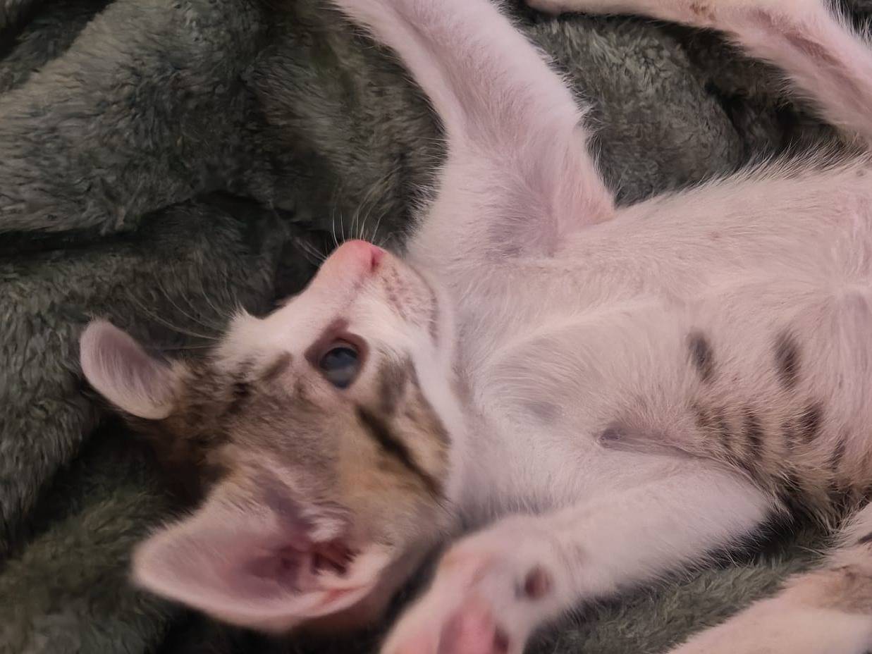 Adozione gatto, maschio, Razza sconosciuta Razza sconosciuta, 1 mese, taglia non valida, Teramo