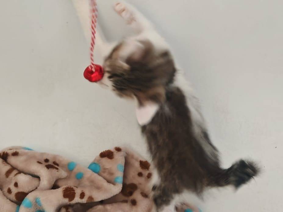 Adotta un gatto, maschio, 1 mese, Teramo