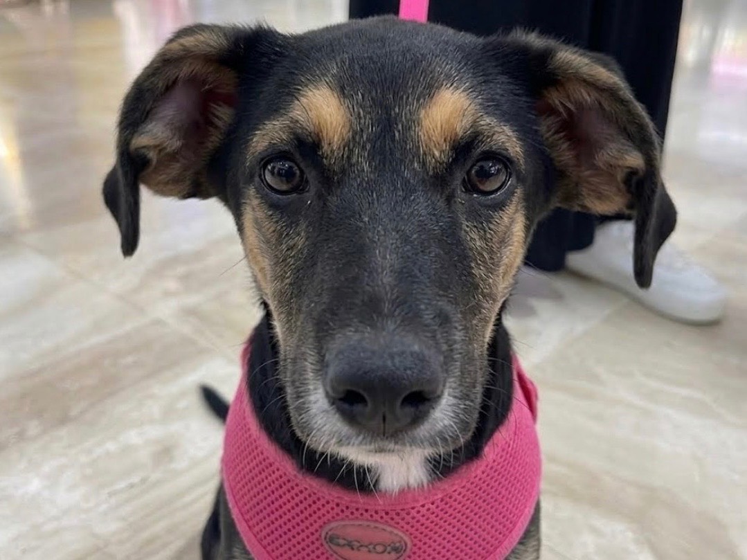 Adozione cane, femmina, Razza sconosciuta Razza sconosciuta, 6 mesi, taglia media contenuta, Sud