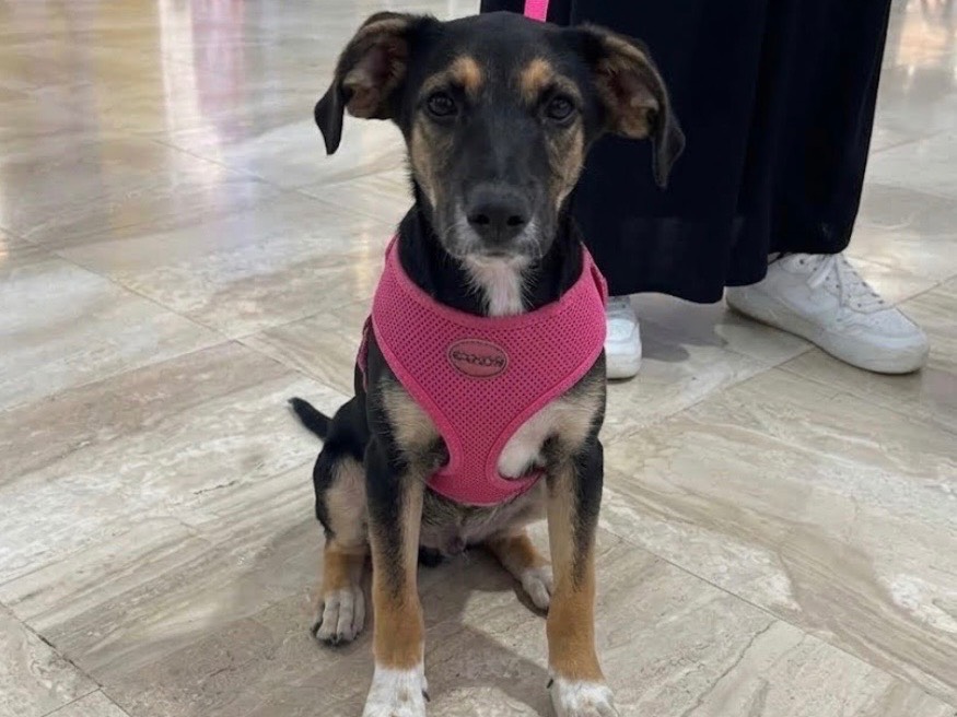 Adotta un cane, femmina, 6 mesi, Sud