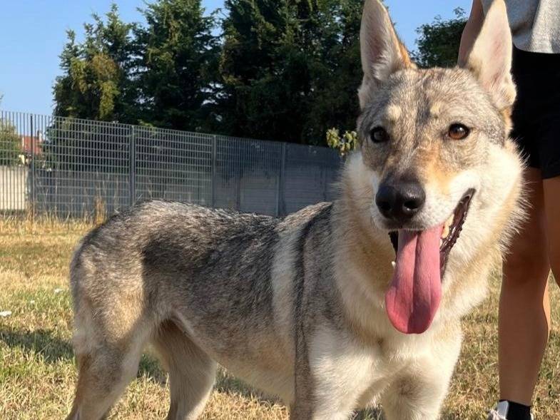 Adozione cane, femmina, Razza sconosciuta Razza sconosciuta, 2 anni e 2 mesi, taglia media, Milano