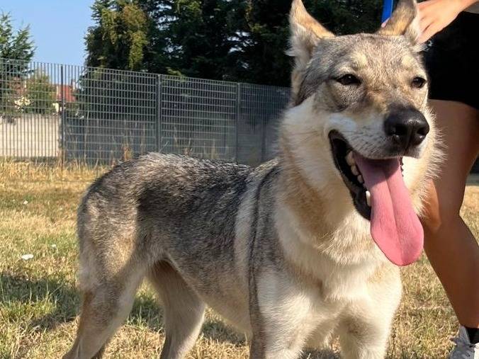 Adotta un cane, taglia media, femmina, Milano