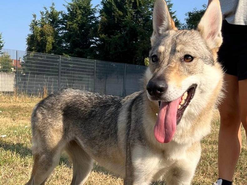Vuoi adottare un cane a Milano?