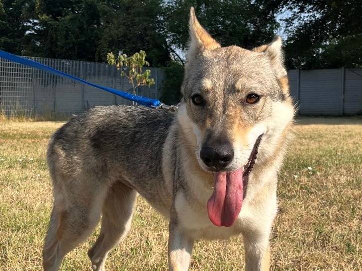 Adotta il cane FIRE a Milano