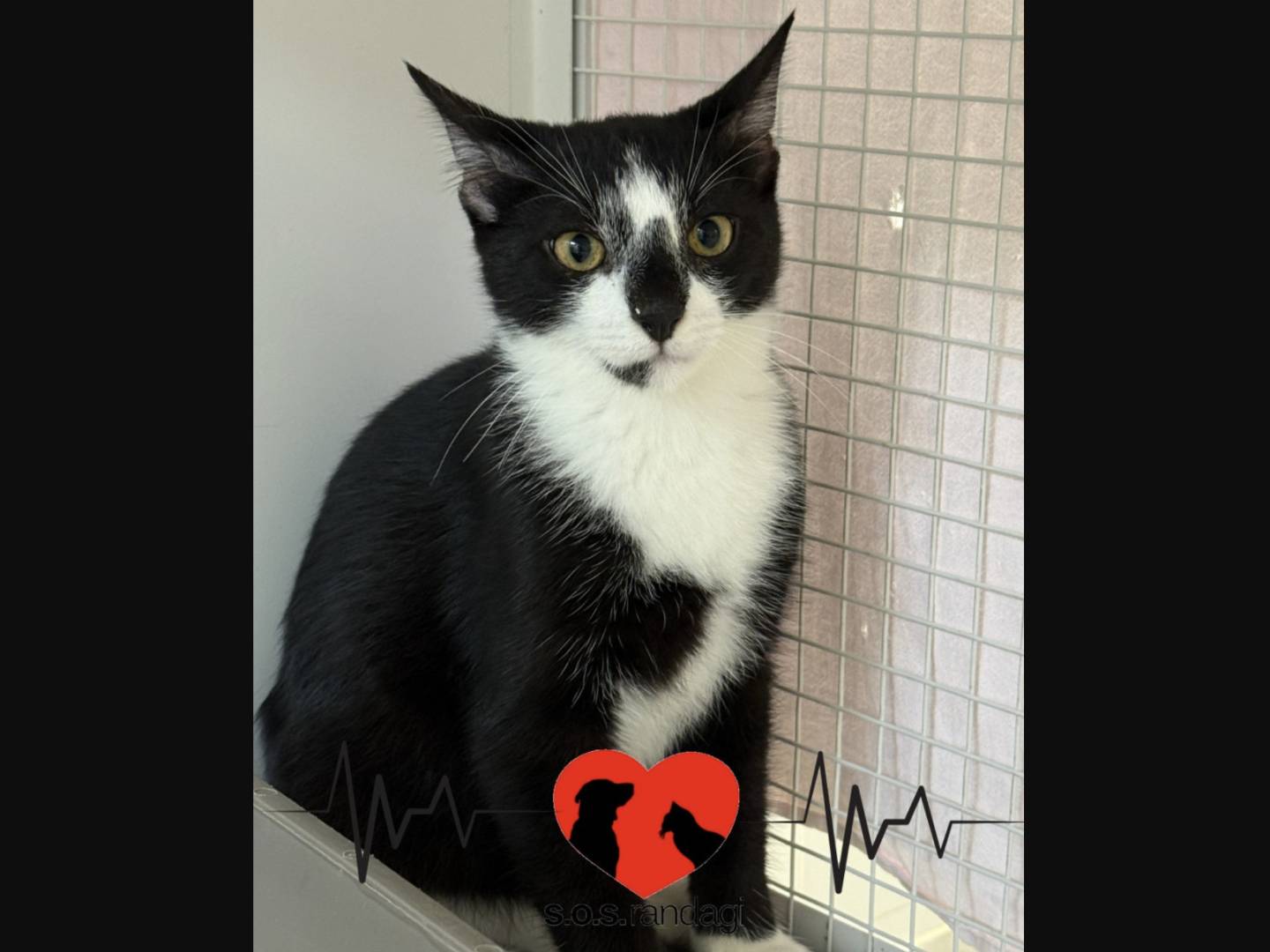 Adozione gatto, maschio, Razza sconosciuta Razza sconosciuta, 6 mesi, taglia non valida, Milano