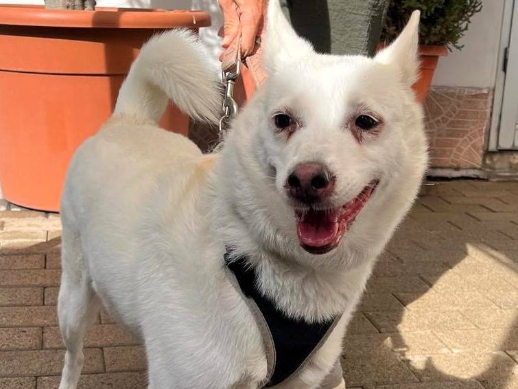 Adozione cane, femmina, Razza sconosciuta Razza sconosciuta, 5 anni e 4 mesi, taglia media, Milano