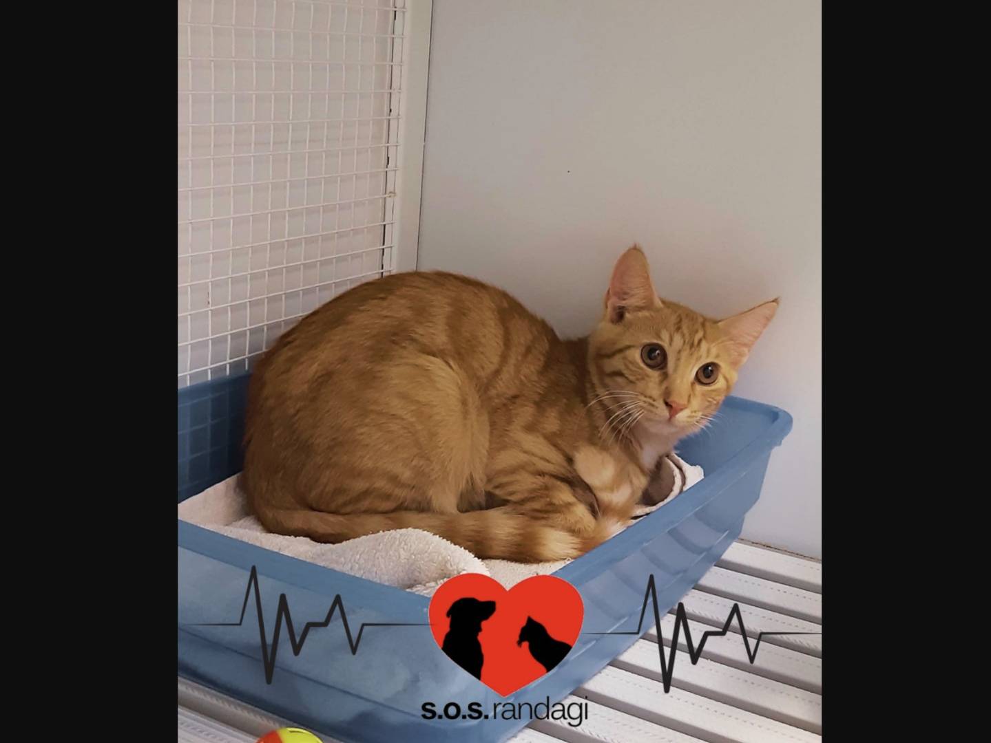 Adozione gatto, maschio, Razza sconosciuta Razza sconosciuta, 5 mesi, taglia non valida, Milano