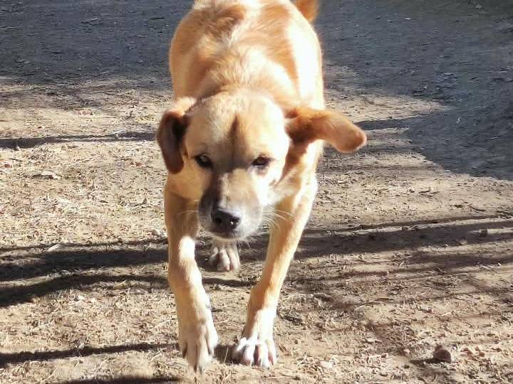 Adotta un cane, maschio, 10 anni e 8 mesi, Roma