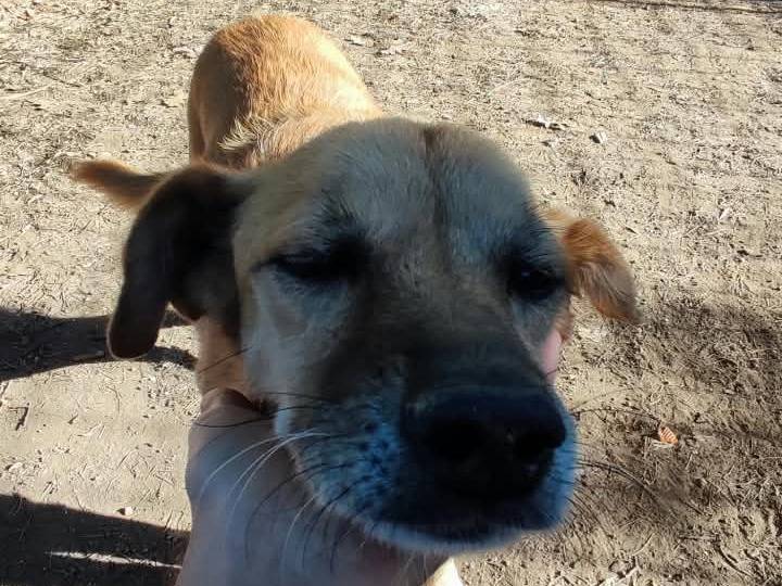 Adotta un cane, taglia media contenuta, maschio, Roma