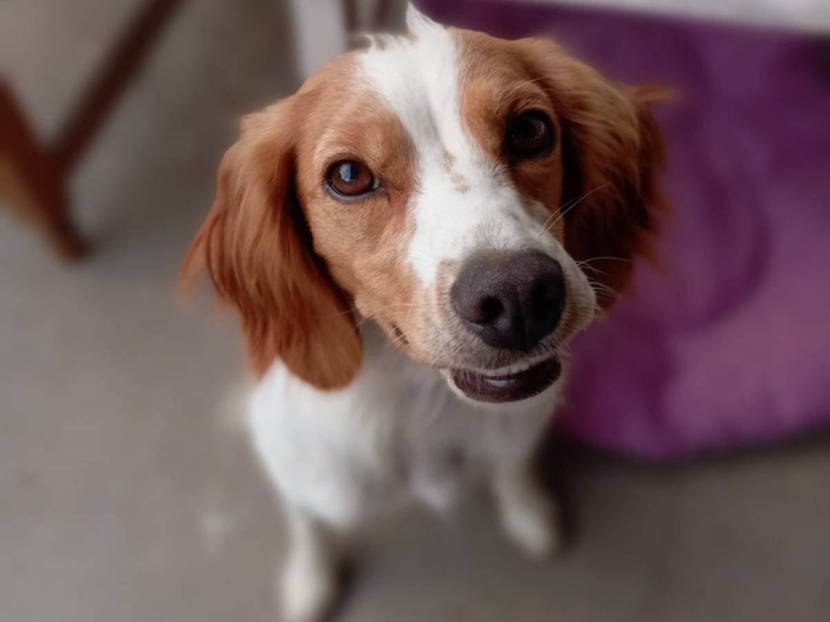 Adozione cane, femmina, Spaniel Razza sconosciuta, 1 anno e 10 mesi, taglia media contenuta, Latina