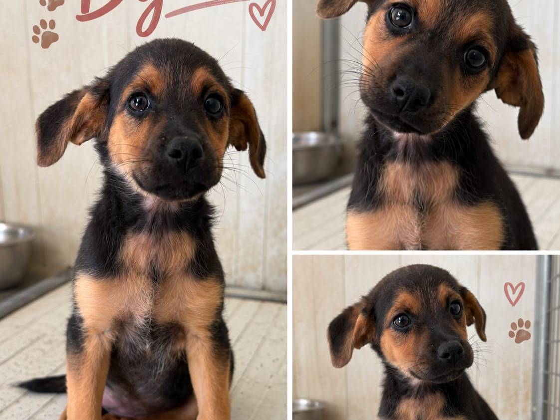 Adozione cane, femmina, Razza sconosciuta Razza sconosciuta, 3 mesi, taglia media contenuta, Latina