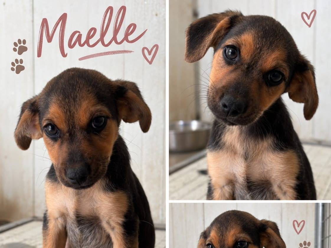 Adotta un cane, femmina, 3 mesi, Latina