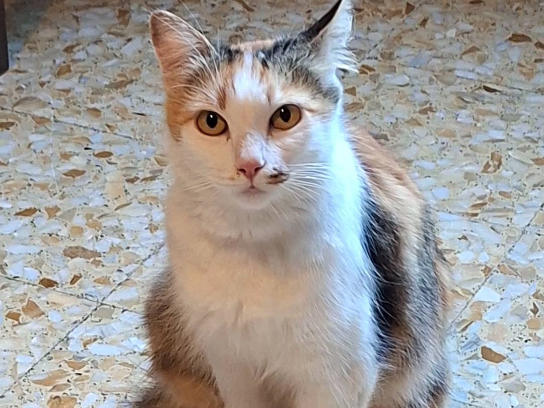 Adozione gatto, femmina, Razza sconosciuta Razza sconosciuta, 11 mesi, taglia non valida, Viterbo