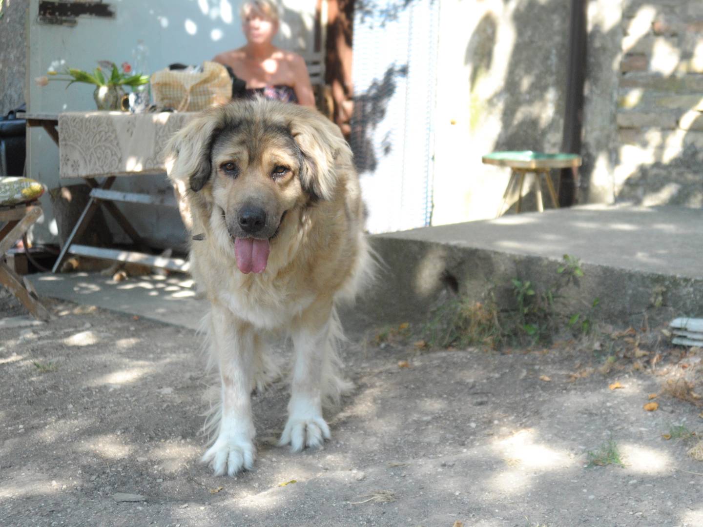 Adozione cane, maschio, Razza sconosciuta Razza sconosciuta, 2 anni e 9 mesi, taglia grande, Chieti