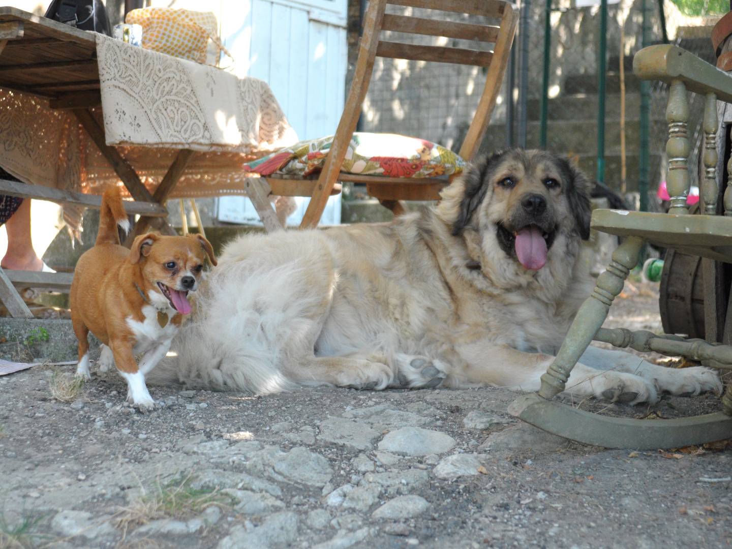 Adotta un cane, maschio, 2 anni e 9 mesi, Chieti