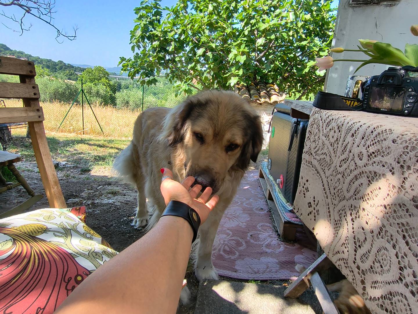Adotta un cane, taglia grande, maschio, Chieti