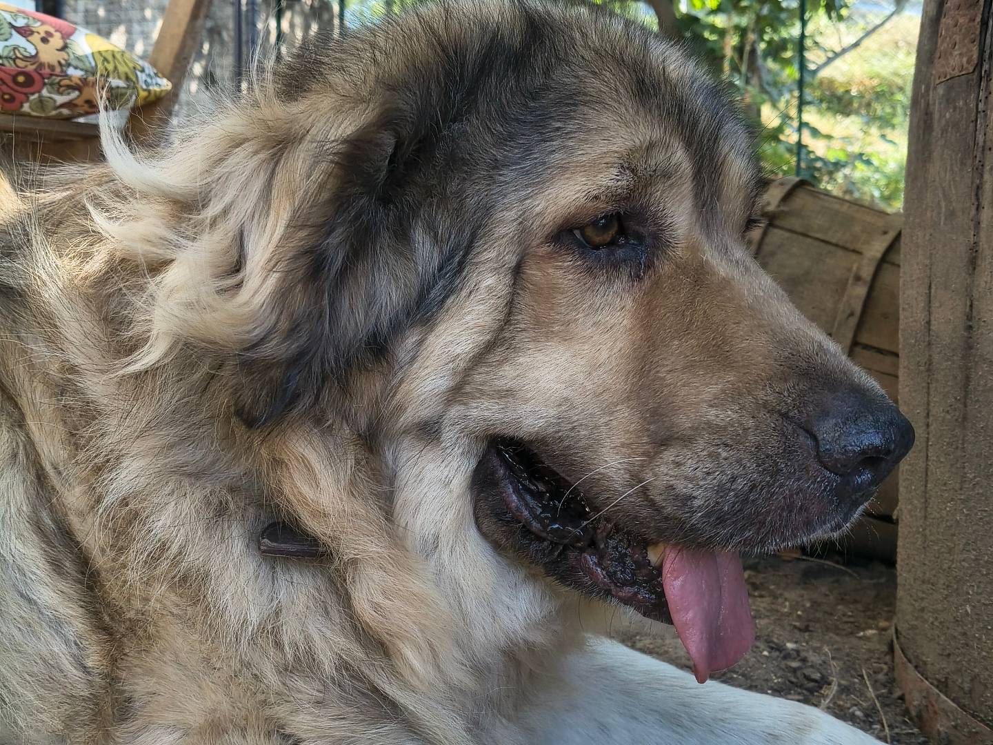 Vuoi adottare un cane a Chieti?