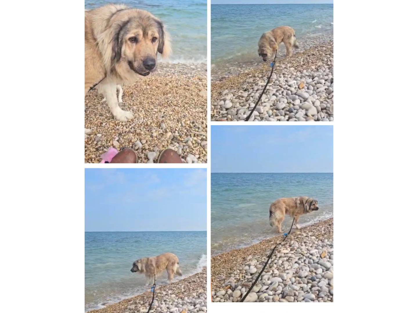 Adotta il cane LEEUW a Chieti