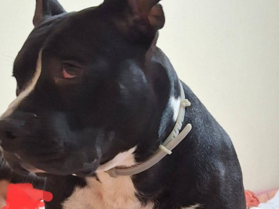 Adozione cane, maschio, Razza sconosciuta Razza sconosciuta, 3 anni e 4 mesi, taglia grande, Alessandria