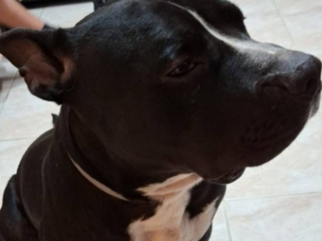 Adotta un cane, maschio, 3 anni e 4 mesi, Alessandria