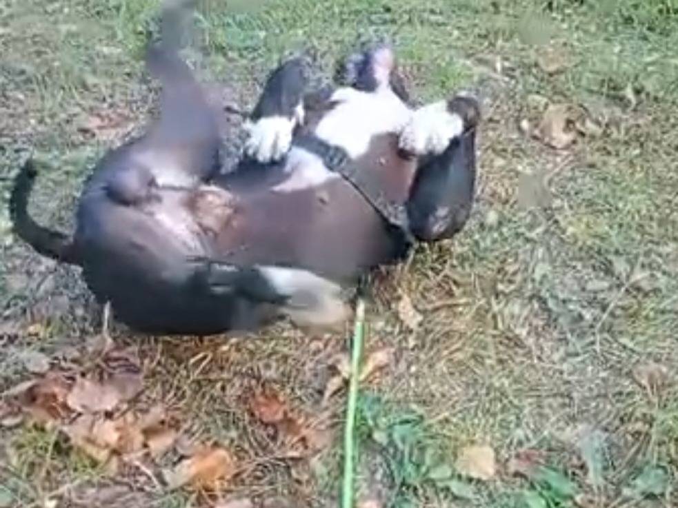 Vuoi adottare un cane a Alessandria?