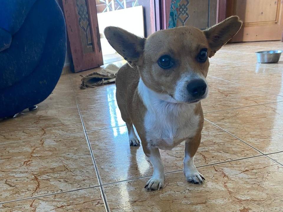 Adozione cane, femmina, Razza sconosciuta Razza sconosciuta, 6 anni, taglia piccola, Udine