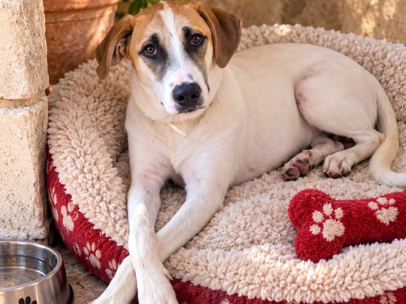 Adozione cane, maschio, Pointer Razza sconosciuta, 7 mesi, taglia media, Siracusa