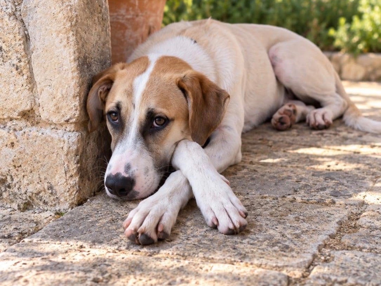Adotta un cane, maschio, 7 mesi, Siracusa