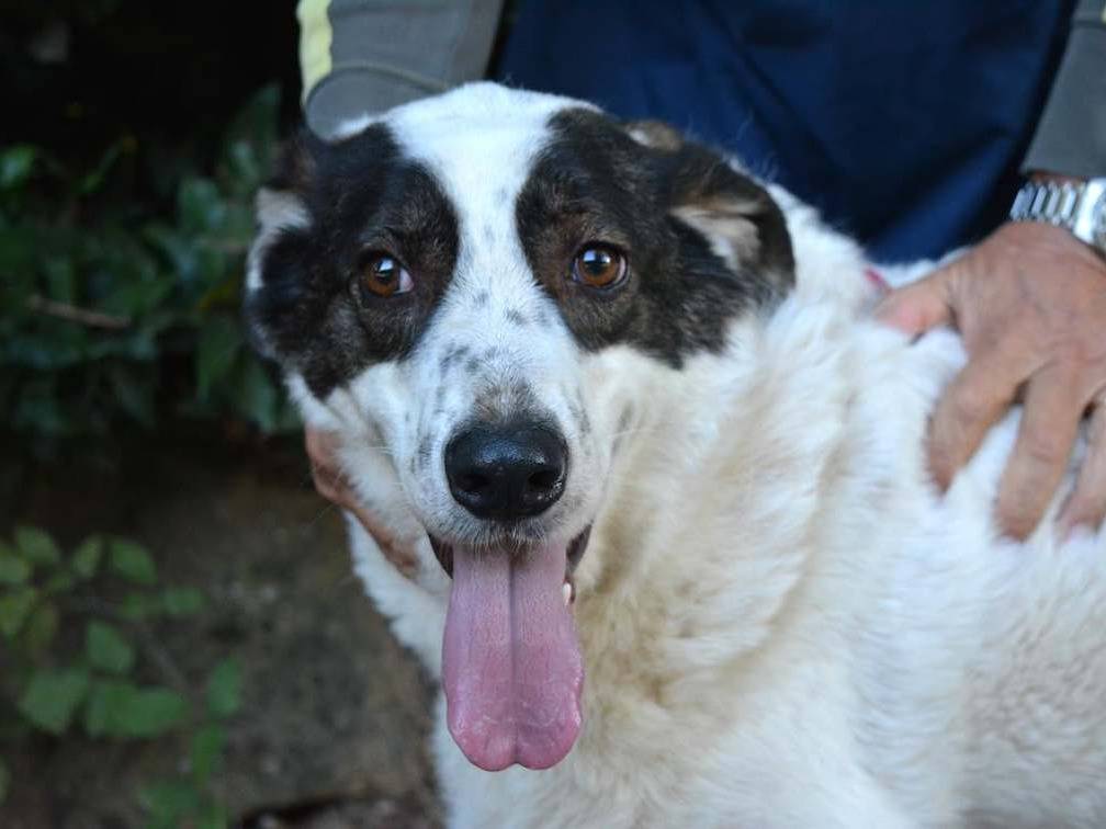 Adotta un cane, maschio, 4 anni e 6 mesi, Roma
