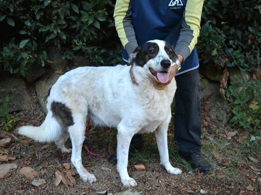 Adotta un cane, taglia grande, maschio, Roma