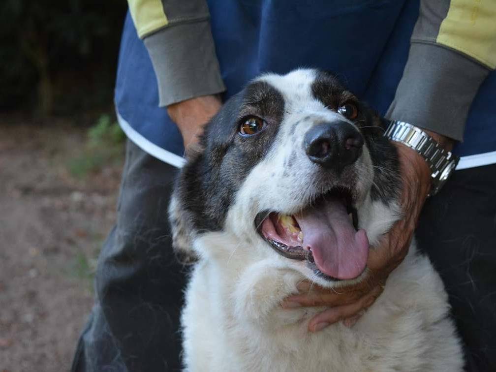 Adozione cane, maschio, Razza sconosciuta Razza sconosciuta, 4 anni e 6 mesi, taglia grande, Roma