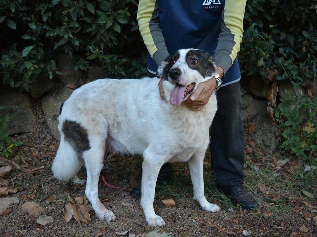 Vuoi adottare un cane a Roma?