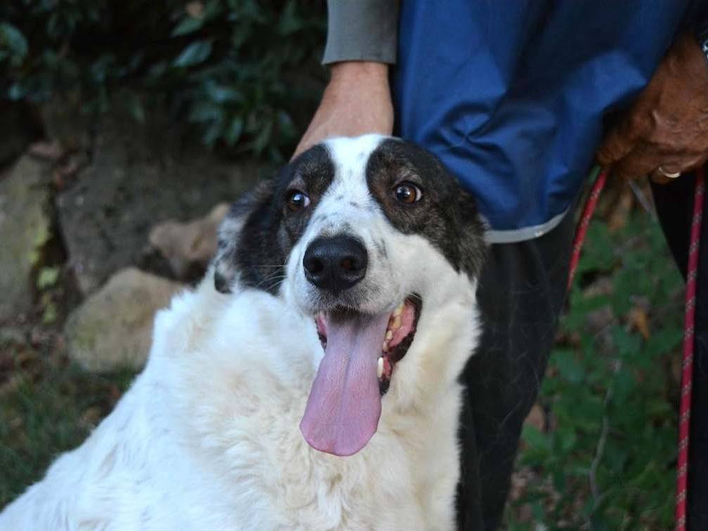 Adotta il cane ARCHIE a Roma