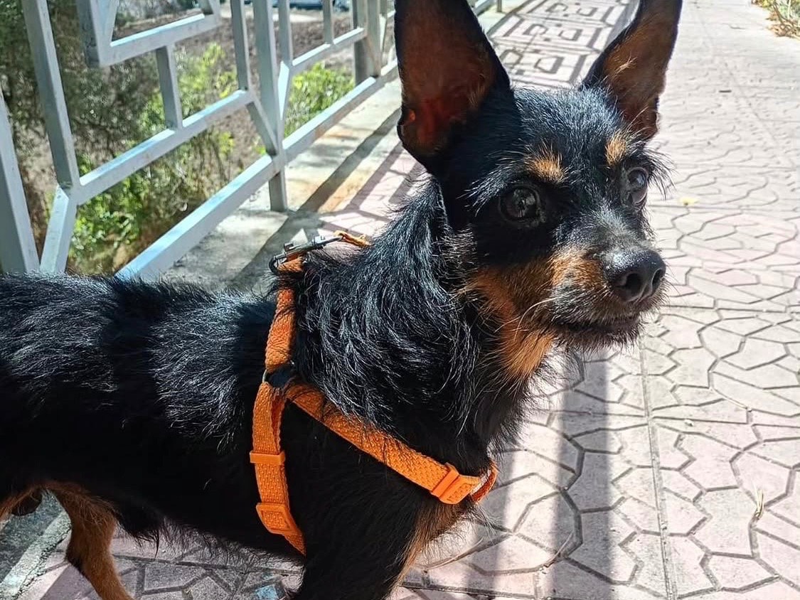 Adozione cane, maschio, Razza sconosciuta Razza sconosciuta, 7 anni e 8 mesi, taglia piccola, Vibo