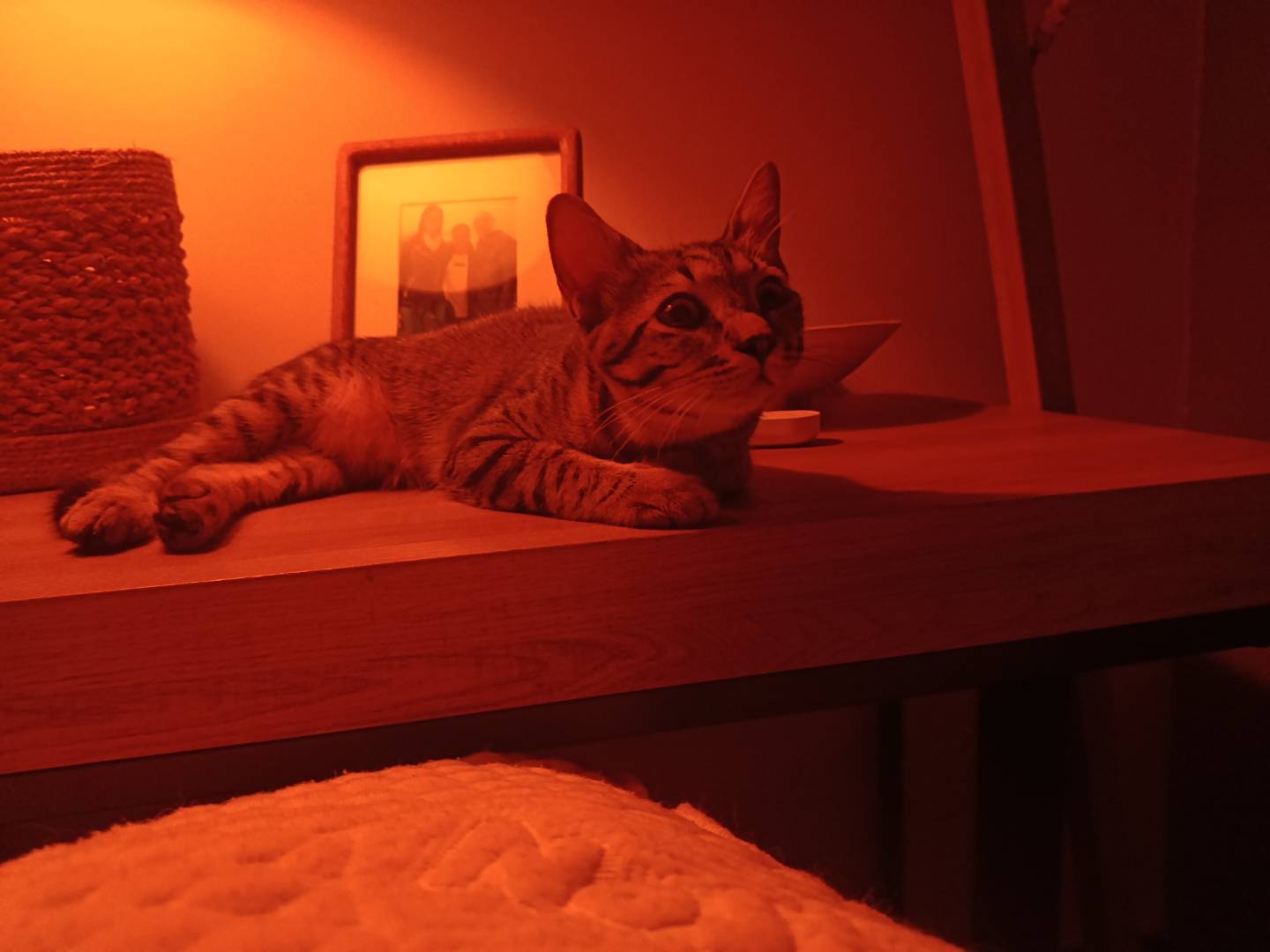 Adotta il gatto Gigi  a Pavia