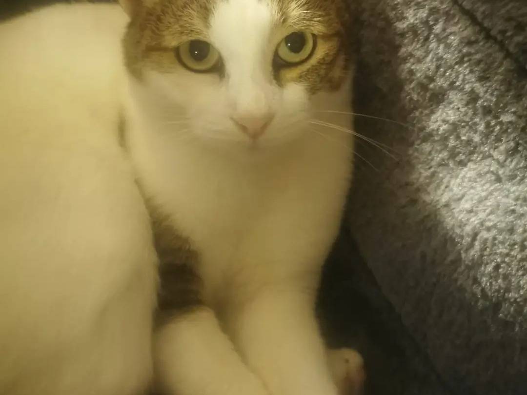 Adozione gatto, maschio, Razza sconosciuta Razza sconosciuta, 6 anni e 3 mesi, taglia non valida, Pavia
