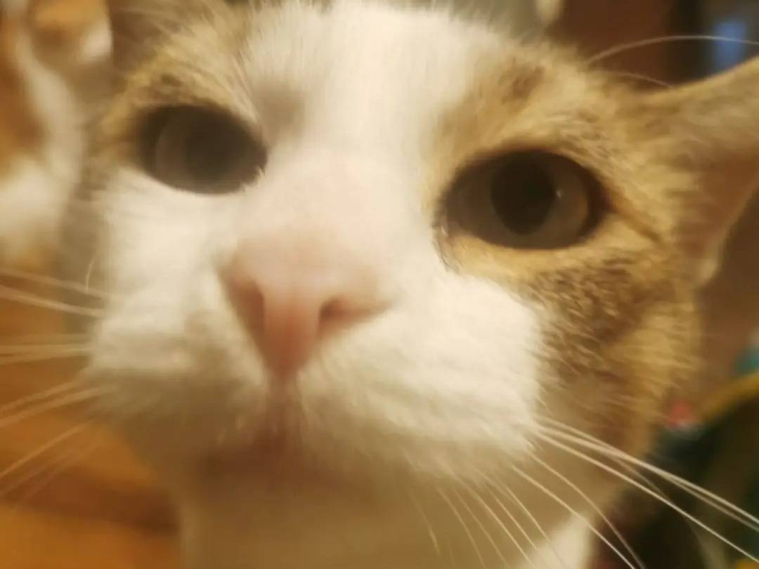 Adotta un gatto, maschio, 6 anni e 3 mesi, Pavia