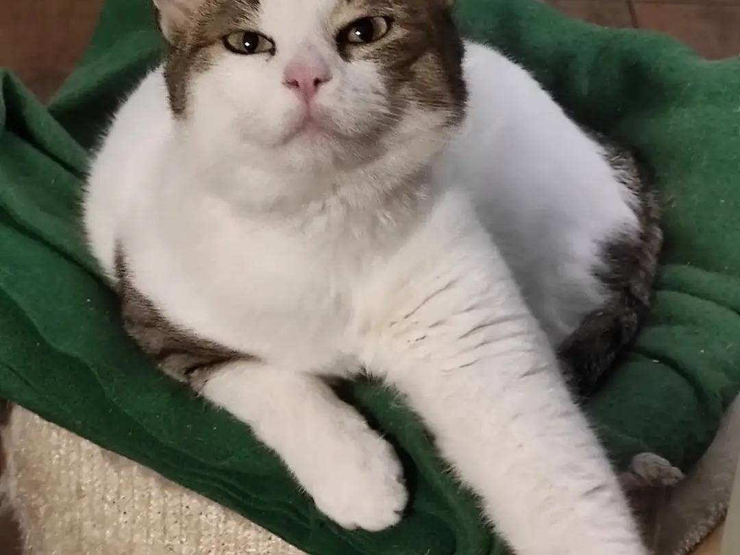 Adotta un gatto, taglia non valida, maschio, Pavia