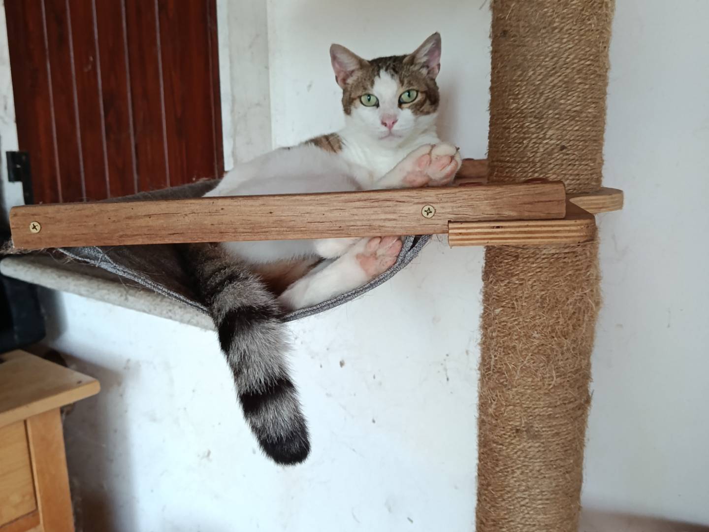 Vuoi adottare un gatto a Pavia?